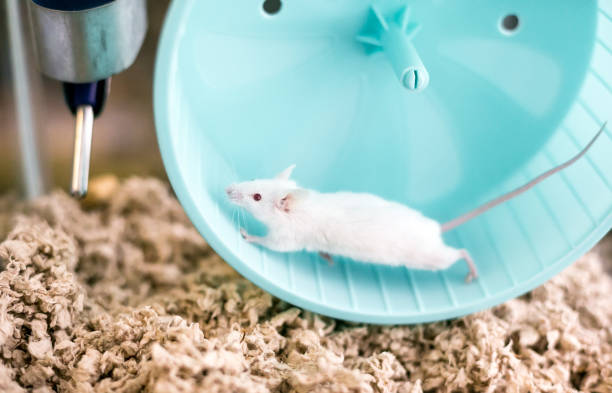 A small white domesticated pet mouse with red eyes running on an exercise wheel in its cage stock photo