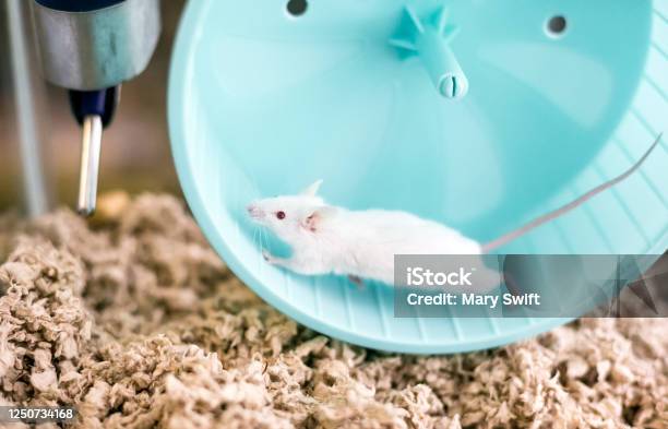 A Small White Domesticated Pet Mouse With Red Eyes Running On An Exercise Wheel In Its Cage Stock Photo - Download Image Now