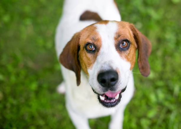istock A red and white Coonhound mixed breed dog looking up at the camera 1250734180