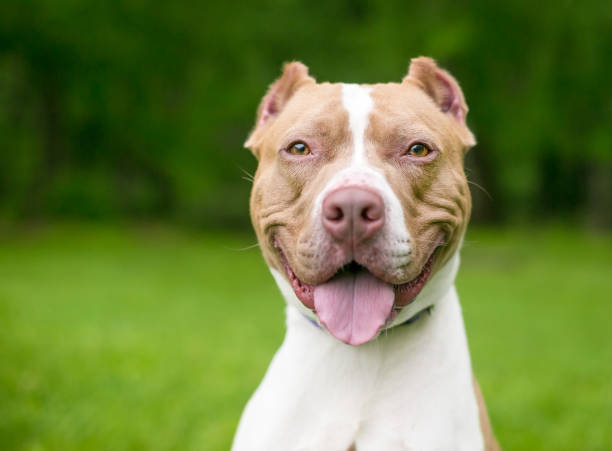 istock A happy red and white Pit Bull Terrier mixed breed dog with cropped ears 1250734735