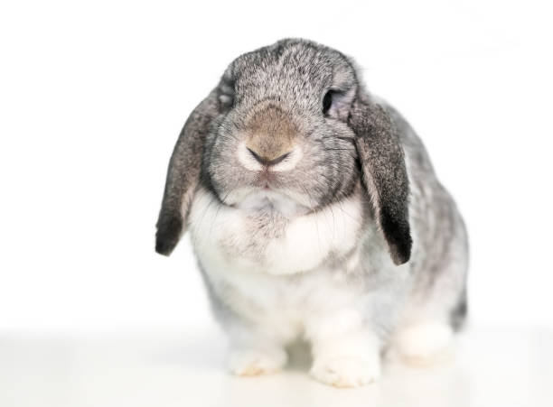 istock A cute gray and white lop eared domestic pet rabbit on a white background 1250734797