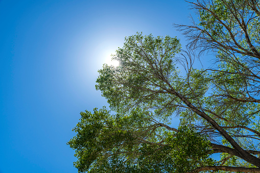 Upper Branches Of Trees With Green Foliage. Low Angle View with blue sky