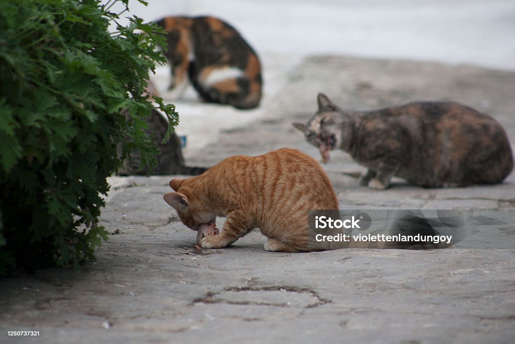 Cats with their meal in Rabat Old Medina, Morocco Undomesticated Cat Stock Photo