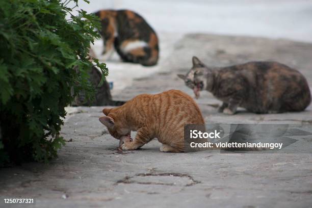 Cats With Their Meal In Rabat Old Medina Morocco Stock Photo - Download Image Now - Undomesticated Cat, Chicken - Bird, Dead