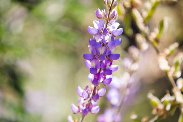 istock Purple Wildflower 1250737424