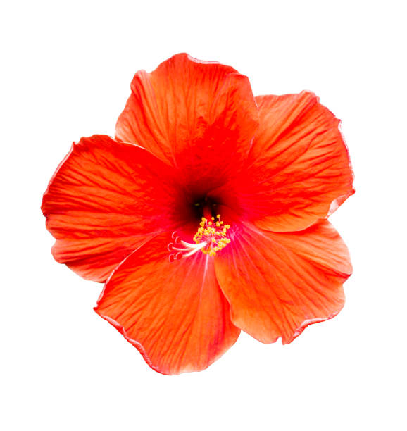 istock Hibiscus flowers on a white isolated background 1250737426