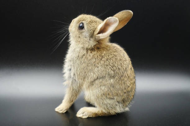 istock A cute young rabbit sitting looking upwards 1250738259