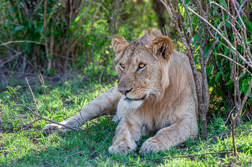 Wild Lioness (Panthera leo) resting in the shade, after killing a wildebeest for her and her two cubs.\n\nTaken on the Massai Mara, Kenya, Africa