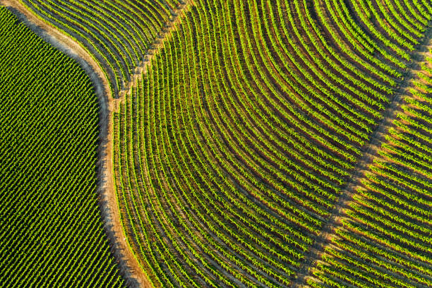 Aerial View of Sonoma Country California Aerial shot of lush green vineyards in Northern California wine country. sonoma county stock pictures, royalty-free photos & images