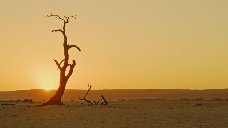 WS Silhouette Deadvlei tree in vast tranquil desert at sunset,Namibia,Africa