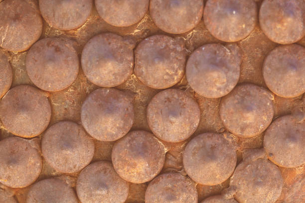 Background Texture Natural Organic Material Raised Rusted Metal Raised Rivets (Shot with Canon 5DS 50.6mp photos professionally retouched - Lightroom / Photoshop - original size 5792 x 8688 downsampled as needed for clarity and select focus used for dramatic effect)