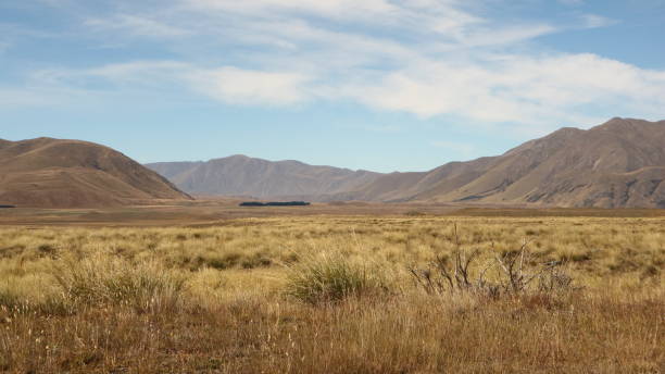 hakatere conservation park gold field