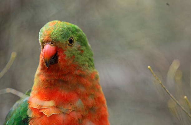 istock Australian king parrot portrait 1250747281