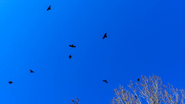 istock Flock of birds flying in the classic blue sky. Abstract background. Space for text. 1250763110