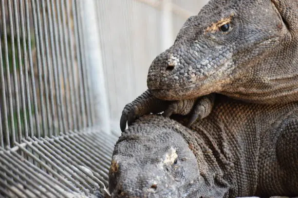 Komodo dragon hug