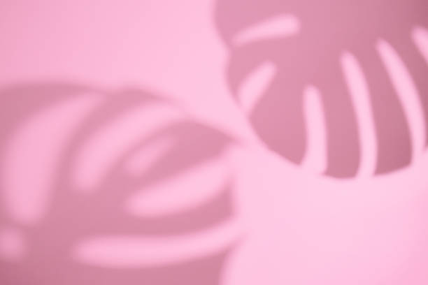 istock Tropical monstera leaves shadows on abstract pastel pink background. 1250777019