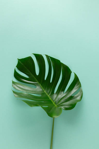 istock Closeup of single tropica monstera leaf on abstract pastel cyan background with empty space 1250777529