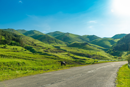 Beautiful sunny summer landscape in the mountains of Armenia - mountains, horse, meadow and empty automobile road