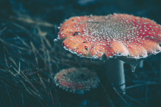 Beautiful photo of mushroom in Autumn on mountain
