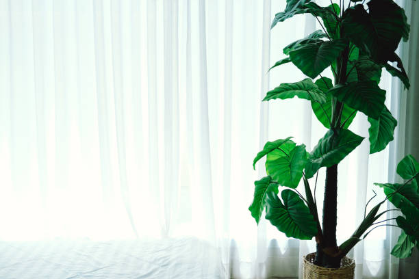 istock artificial plant leaves beside see through window curtain. 1250778814
