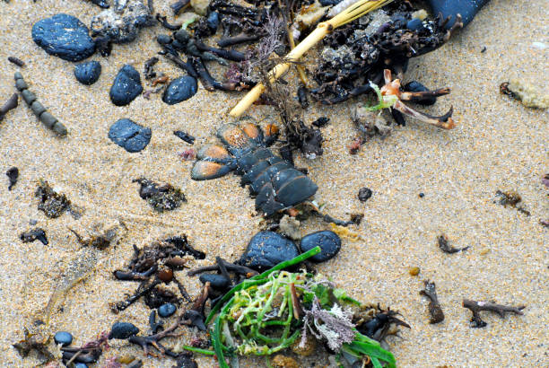 istock Australia- Beach Seaweed, Shells and Rocks 1250779417