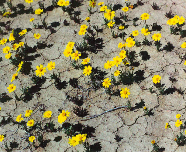 flowers - nahaufnahme des todestals seltene wildblumenblüte - wildflower california desert spring stock-fotos und bilder