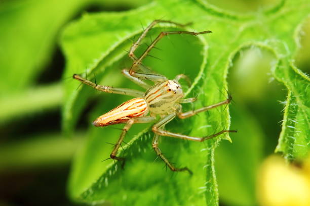 istock Macro Photography of Jumping Spider 1250783550