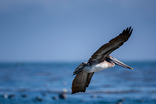 A pelican close up in fisherman beach Punta Lobos near todos santos, pacific ocean baja california sur mexico
