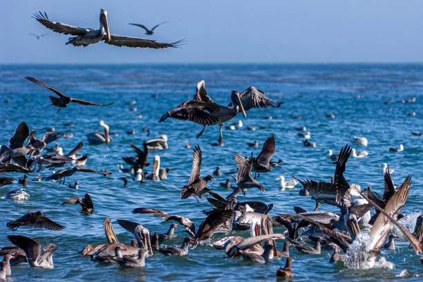 istock Brown Pelicans and Other Birds Foraging for Fish 1250795475