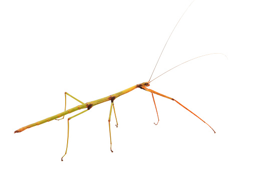 Green grasshopper standing on a set of brown sticks. Close up of the insect with long legs, antens and wings. side view or portrait. sunset light effect