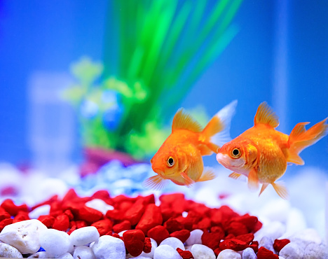 Two goldfish swimming right to left, with red and white stones at bottom and green plant in background