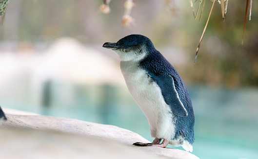 Side profile of penquin