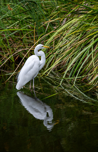 White heron reflected in the dark water by reeds