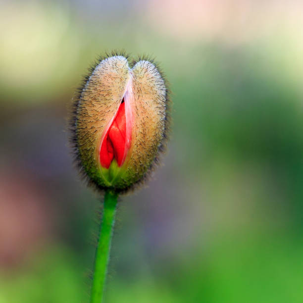 istock Tulip bud just opening with blurred background 1250825977