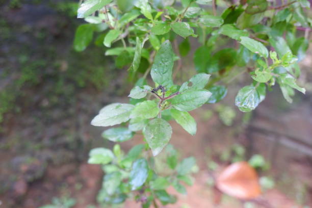 istock Holy basil - the queen of herbs 1250834457
