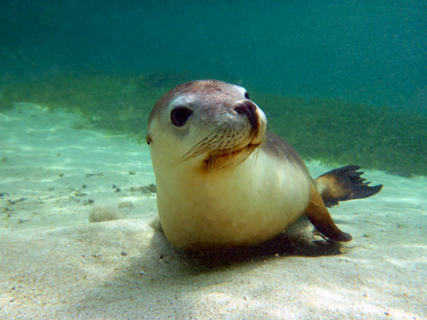 istock Australian fur sea lion pup resting 1250836182