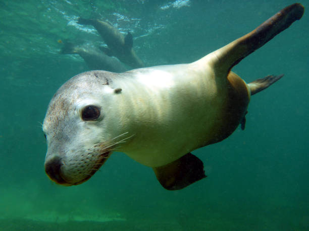 istock Australian fur sea lion pup 1250836245