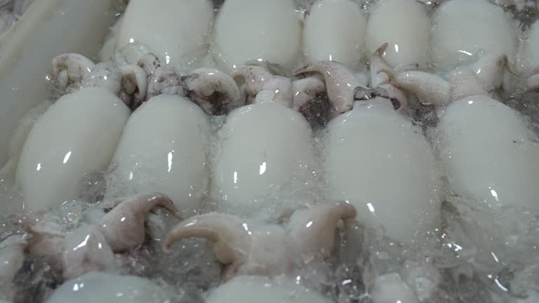 Fresh group of squid on ice in the seafood market