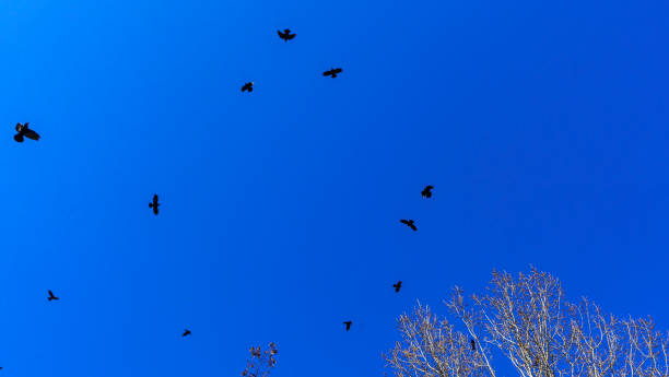 istock Flock of birds flying in the classic blue sky. Abstract background. Space for text. 1250837653