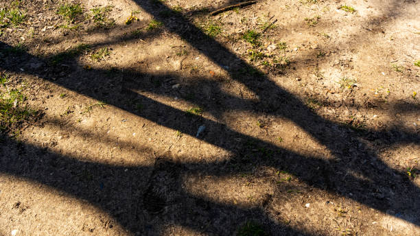 The tree shadow cast on the ground. Shadow of tree on earth. Abstract background. Space for text.