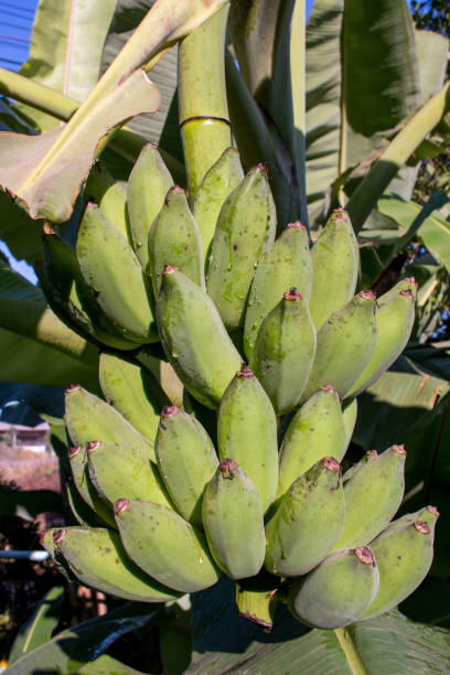 istock Bunch of green bananas on plant. 1250846597