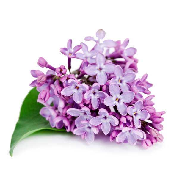 istock Branches of lilac (Syringa vulgaris) 1250846660