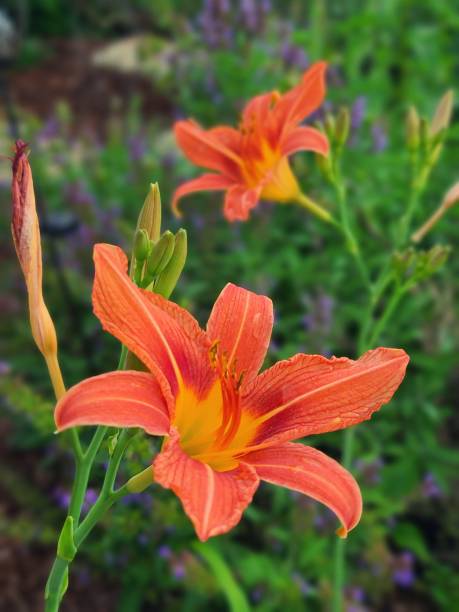 istock Day Lilies in a Garden 1250847176