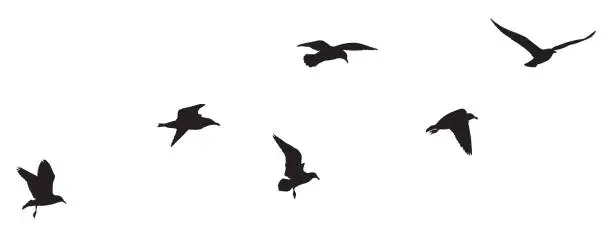 Vector illustration of Flying Seagull Silhouettes