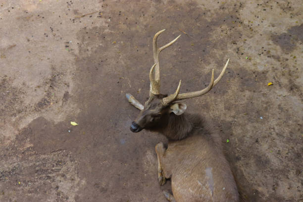 The European mouflon (Ovis orientalis musimon). Male mouflon are known as rams.