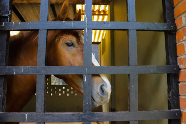 istock Horse in cage close-up image from zoo 1250865058