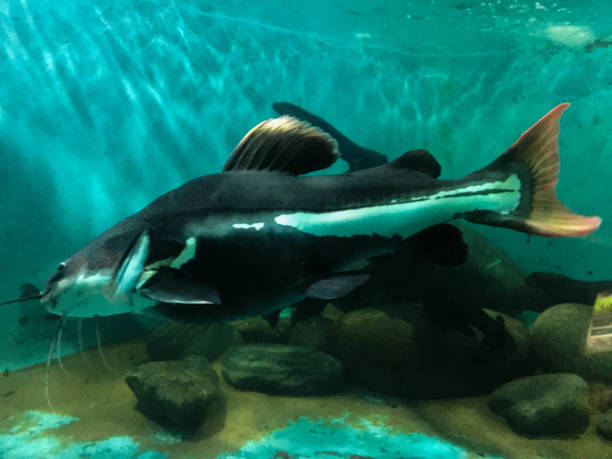 istock Red Tail Catfish in aquarium 1250865076