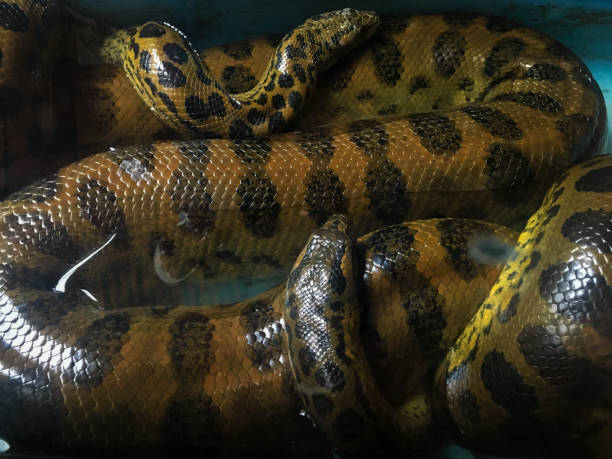 istock Anaconda tail close-up image from zoo 1250868233
