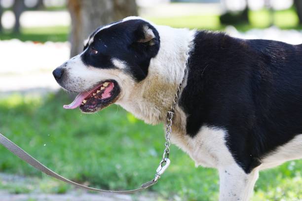 Alabai or Central Asian Shepherd Dog on the walk summer day
