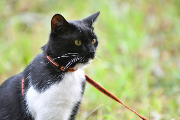 istock Cat black and white color 1250881016